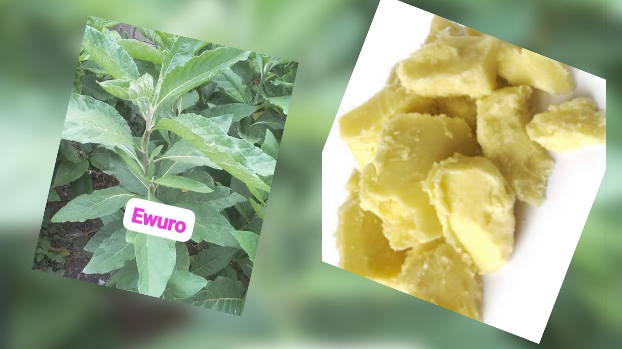 IWULO (EWE EWURO ) FUN EYONU ASINA 🌿 TI AFIGBA IRE LOWO OMO ARAYE 