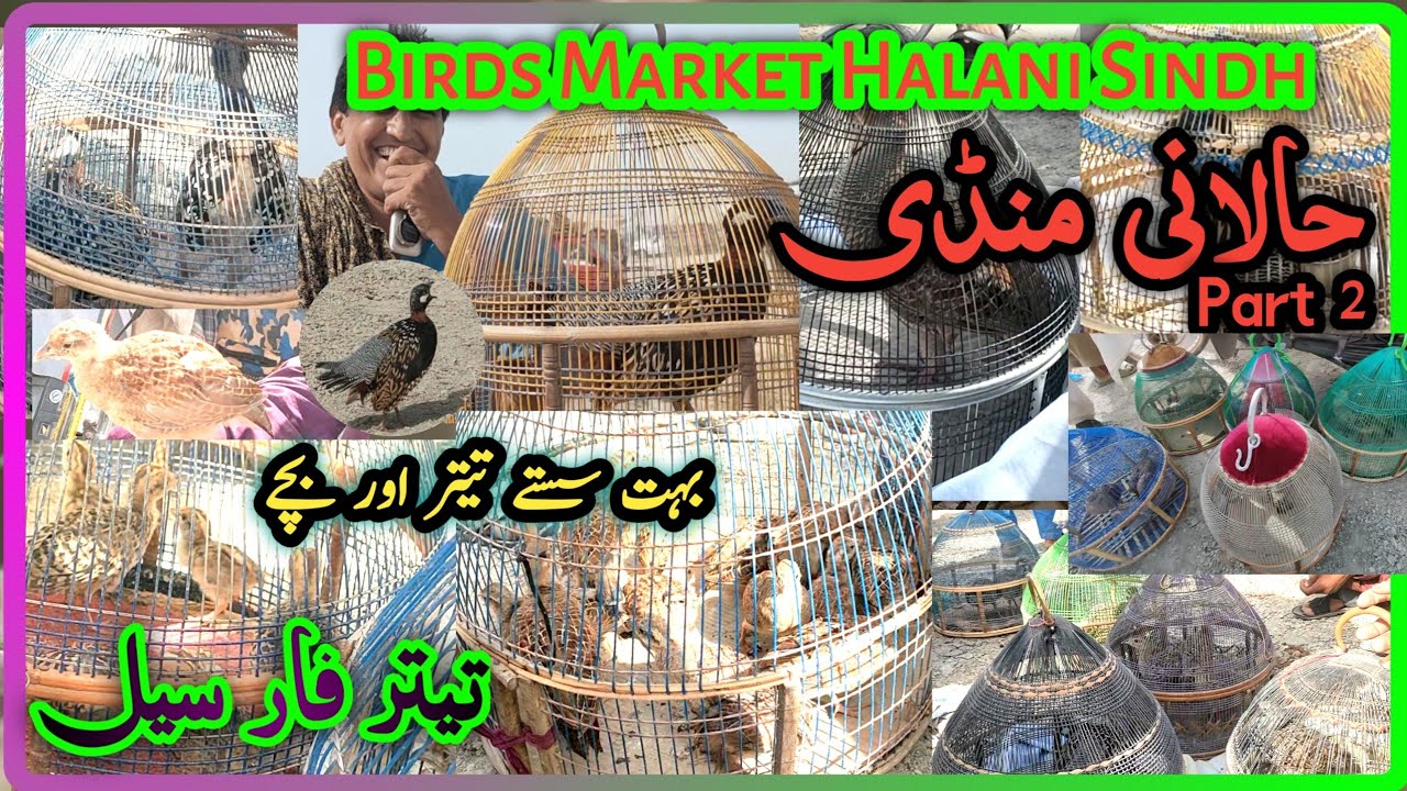 Kala Teetar ki Mandi Halani Mandi Birds And Pets Market Black Franclion Market Sindh Mandi