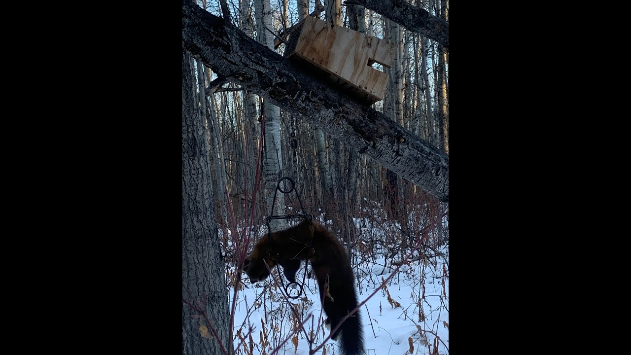 Marten trapping and setting for Lynx