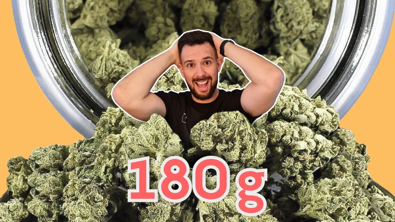 180g de MARIHUANA en 70 DIAS 🤯 HIDROPONIA Casera PASO A PASO