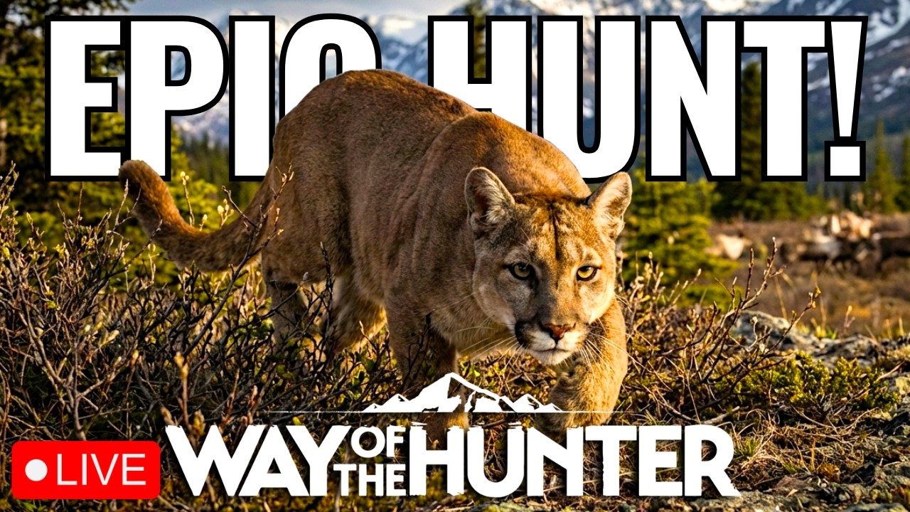 🔴Hunting for a ⭐5 STAR⭐ Cougar in Alaska! - Way of the Hunter