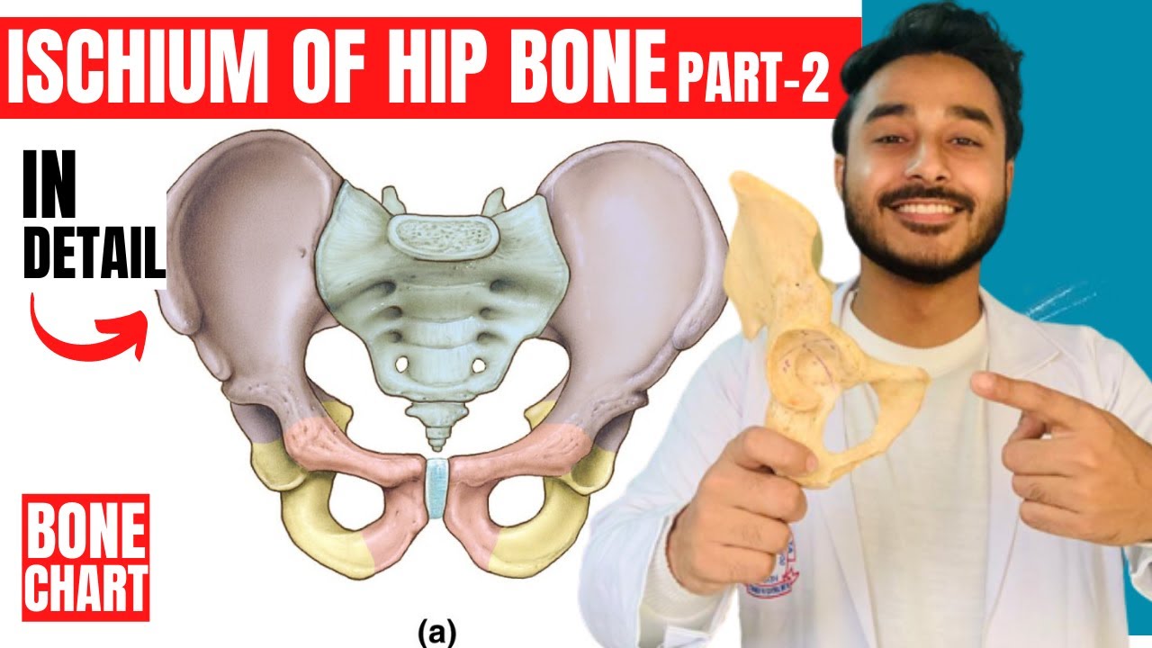 ischium of hip bone anatomy | attachments of hip bone anatomy 3d | bones of lower limb anatomy
