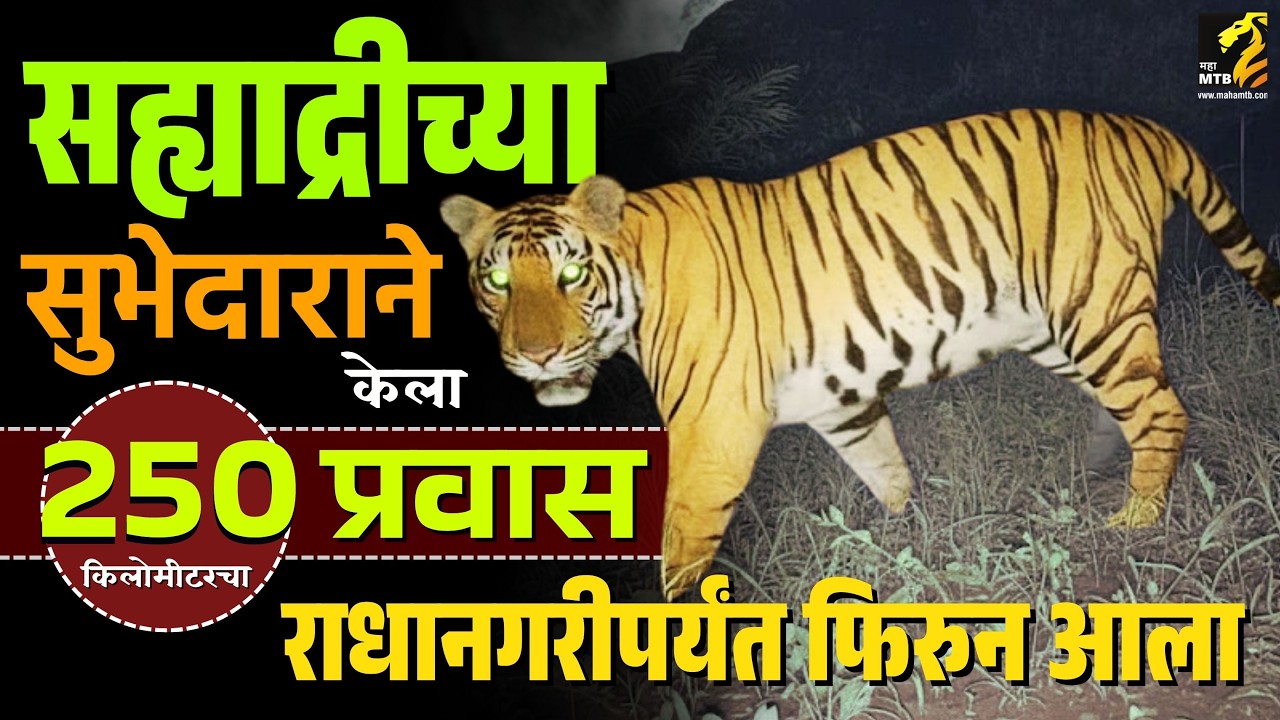 सह्याद्रीच्या सुभेदारने राधानगरीपर्यंत प्रवास कसा केला ? | sahyadri tiger reserve | MahaMTB