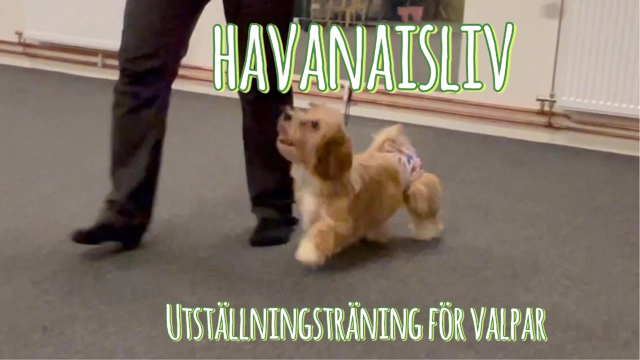 Utställningsträning för havanaisvalparna för första gången