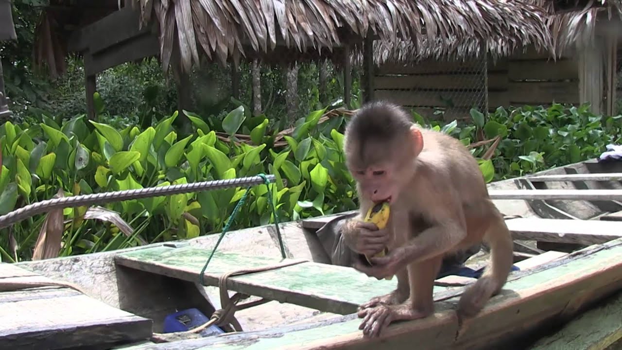 IQUITOS - PERÙ - AMAZZONIA PERUVIANA