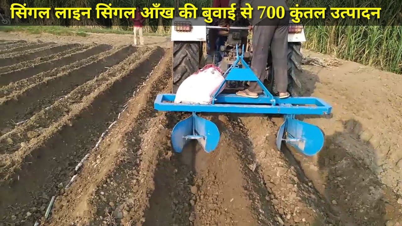 ट्रेंच में सिंगल लाइन सिंगल आंख की बुवाई से 600 से 800 कुंटल का जबरदस्त उत्पादन कैसे ले।