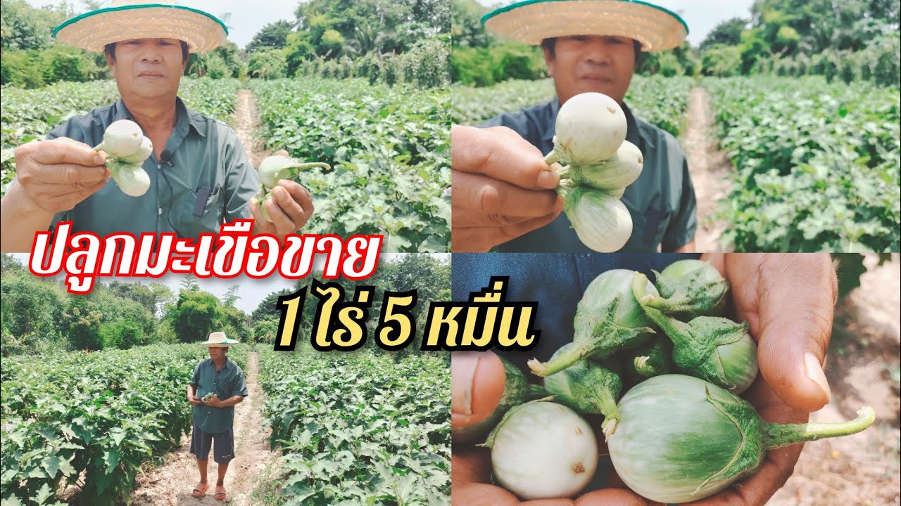 ปลูกมะเขือ เกือบ 1ไร่ มีรายได้ 5-6หมื่นบาท พร้อมบอกสูตรป้องกันแมลง ลูกดก สายพันธ์ดี
