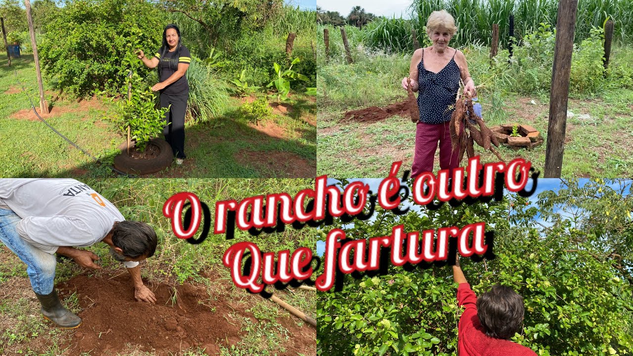  OS PÉS DE FRUTAS CRESCERAM MUITO/ O RANCHO ESTÁ BEM CUIDADO 