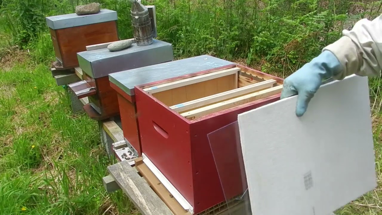 Mettre une ruchette en ruche rétro 3 mai 2025 cour d'apiculture abeilles noires
