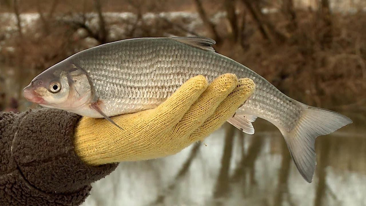 За зимни скобари и морунажи на Тунджа - част 1 / Winter fishing for common nase and vimba - part 1