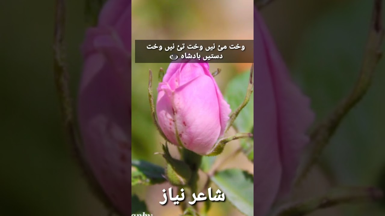 shar niyaz marri
