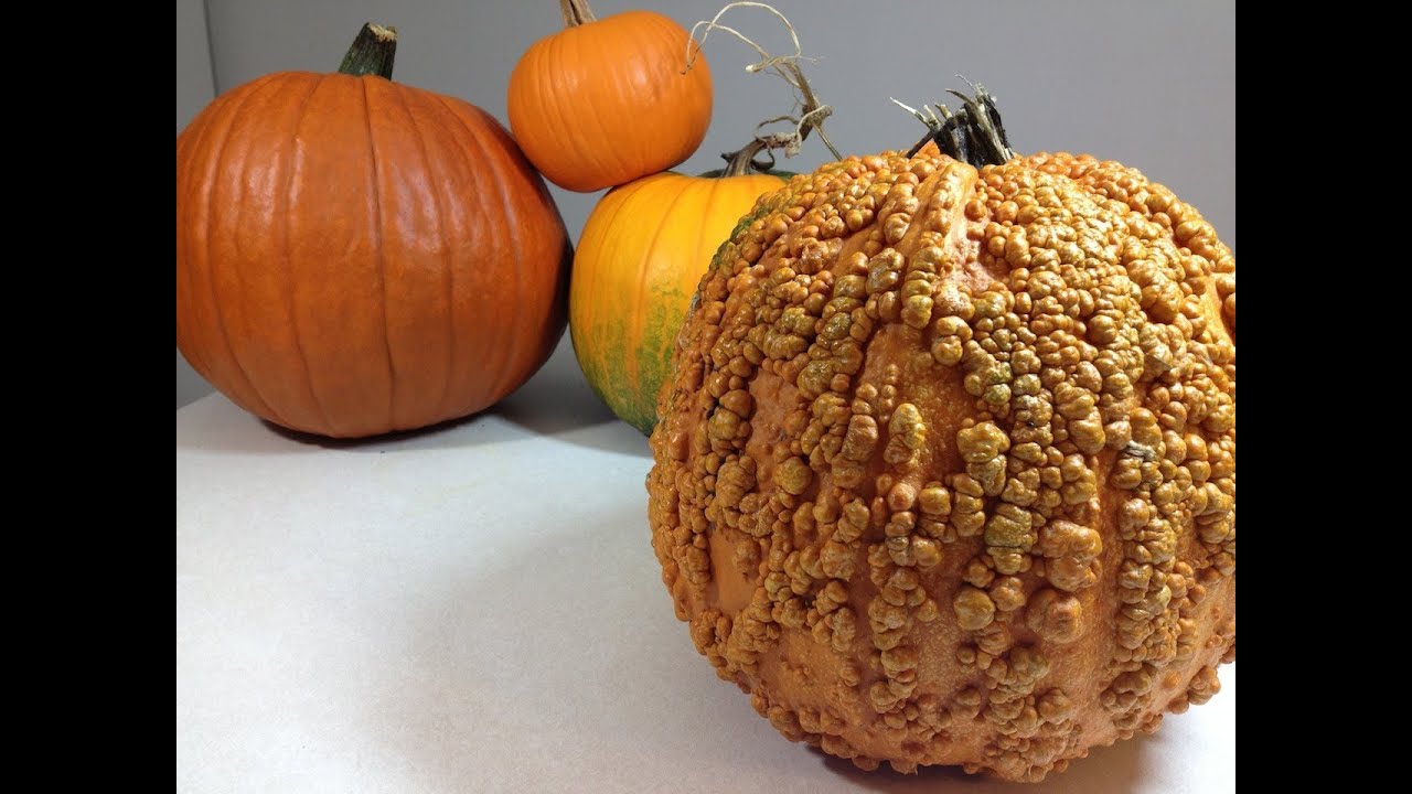 When is it ripe? Pumpkin