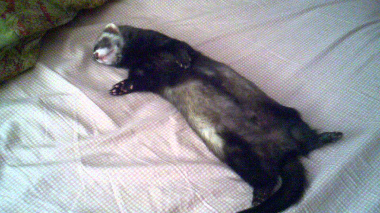 Bandit the ferret taking a snooze