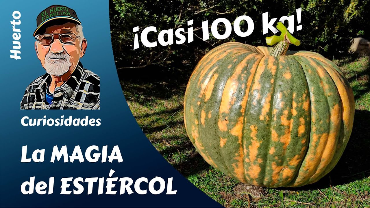 CALABAZAS GIGANTES: el milagro del estiércol para nuestro huerto. Nutrientes a saco.