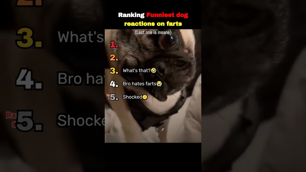 The Funniest Dog Reactions on Farts