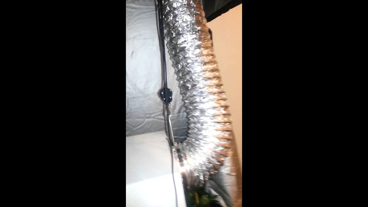3x3 grow tent 600w Sea of Green week 4 cannabis grow Grandaddy purple and Platinum cookies