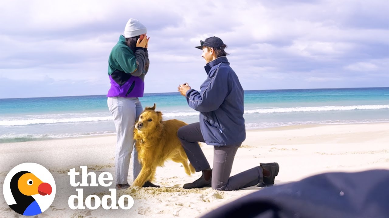 Dog Explodes With Excitement After Dad Proposes To Mom | The Dodo