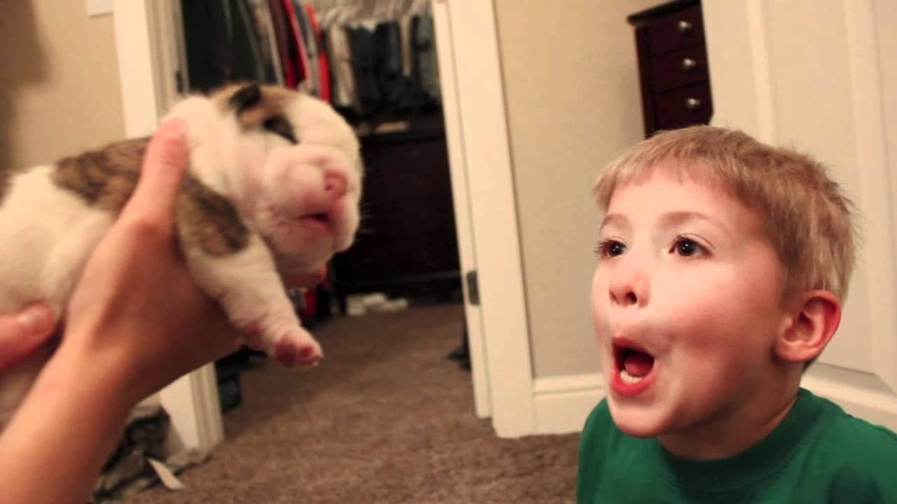 Cute English Bulldog Puppy Kisses Little Boy