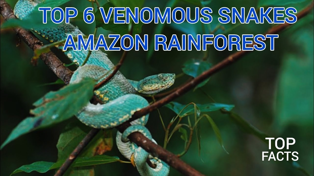 The 6 most venomous snakes in the Amazon Rainforest