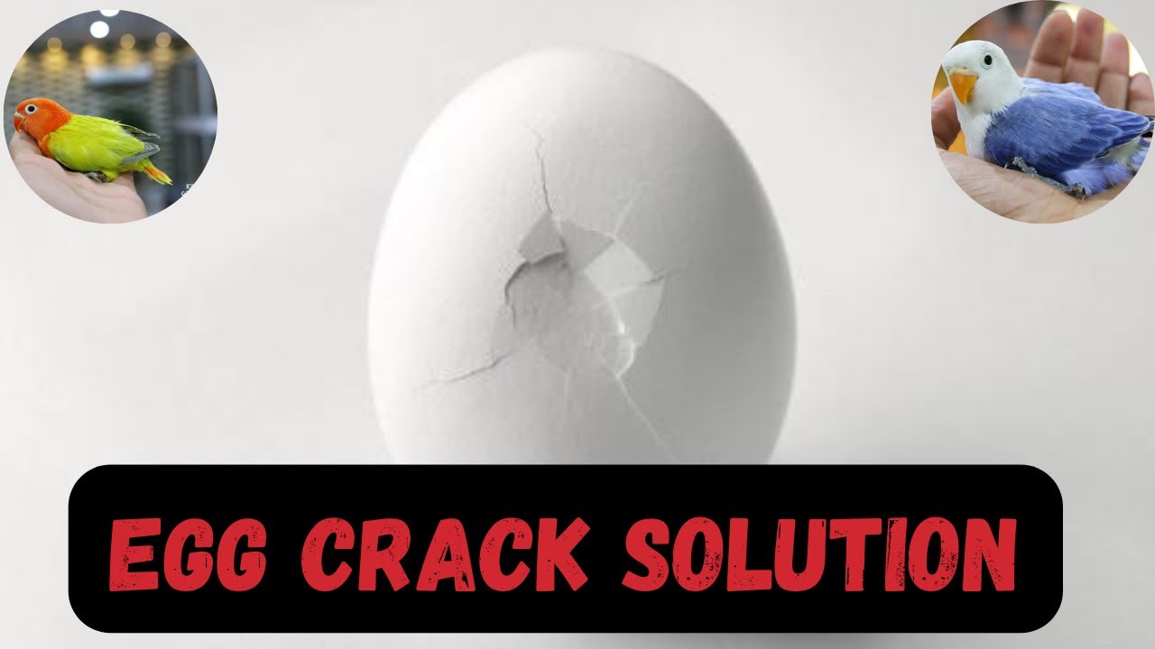 Egg Crack solution?? in Breeding Season #lovebird #kkasad