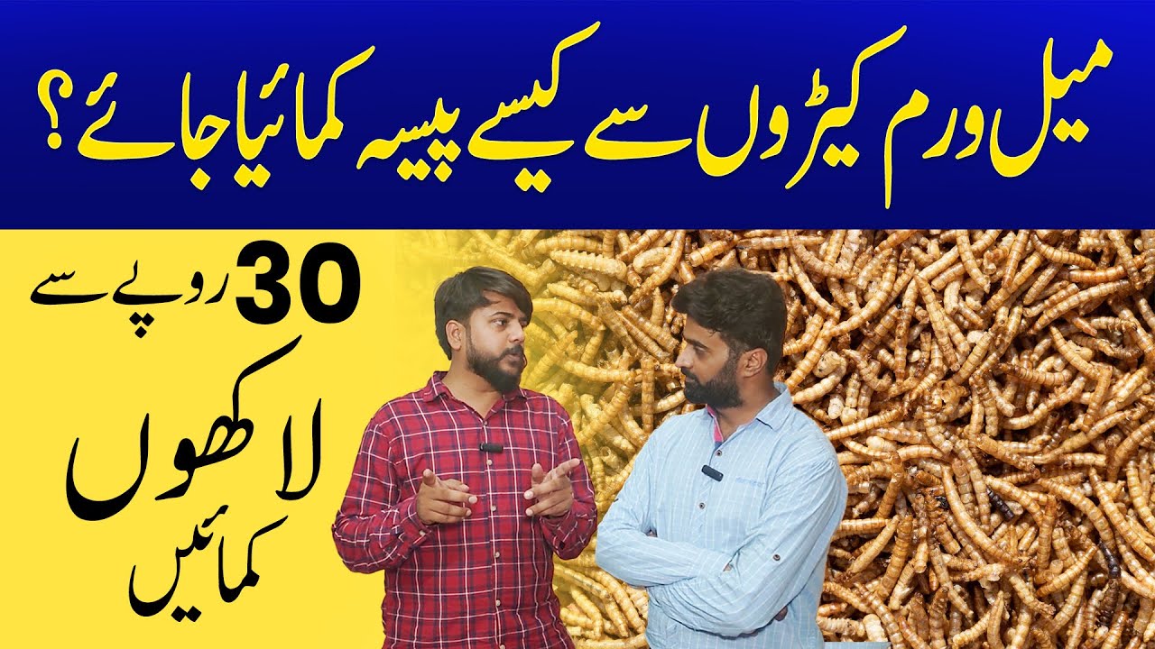 Unveiling the Secrets of Mealworm Farming in Pakistan: Earning Big from Tiny Creatures