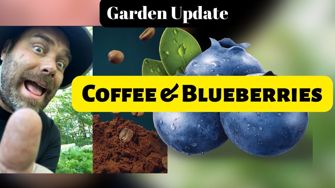 HOW TO Use Coffee Grounds on Blueberries