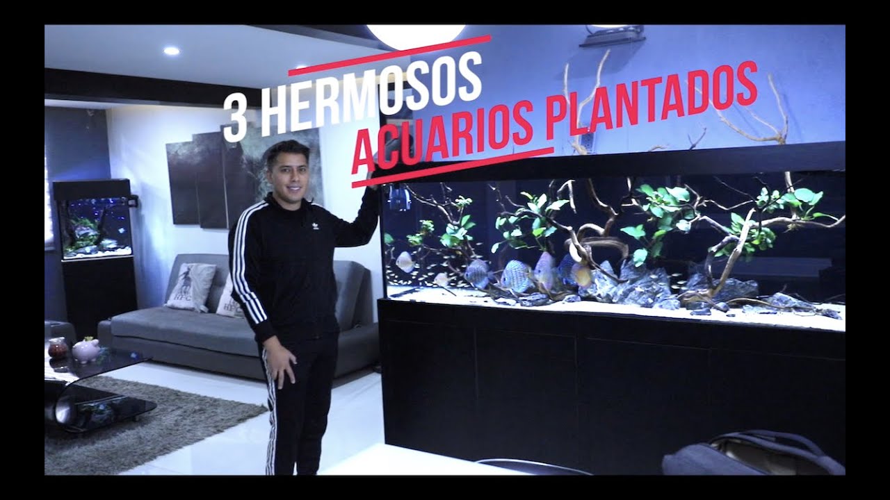 LOS ACUARIOS PLANTADOS DE RAFAEL||||||😍🐟🐠