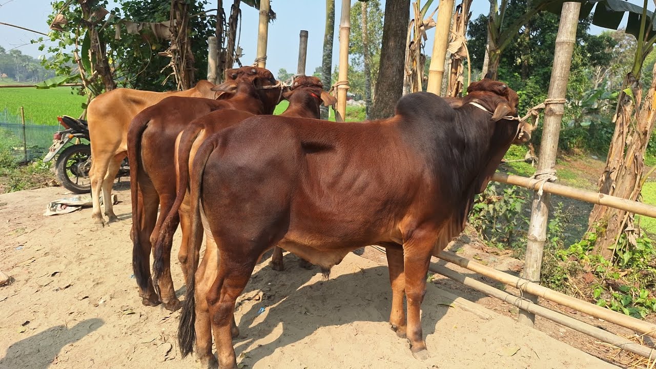 ২৬ কোরবানি উপযোগী শাইওয়াল ষাঁড় গরু কুমিল্লার চন্ড়িমূড়া হাটে কেমন দামে বিক্রি হচ্ছে বিস্তারিত জানুন 