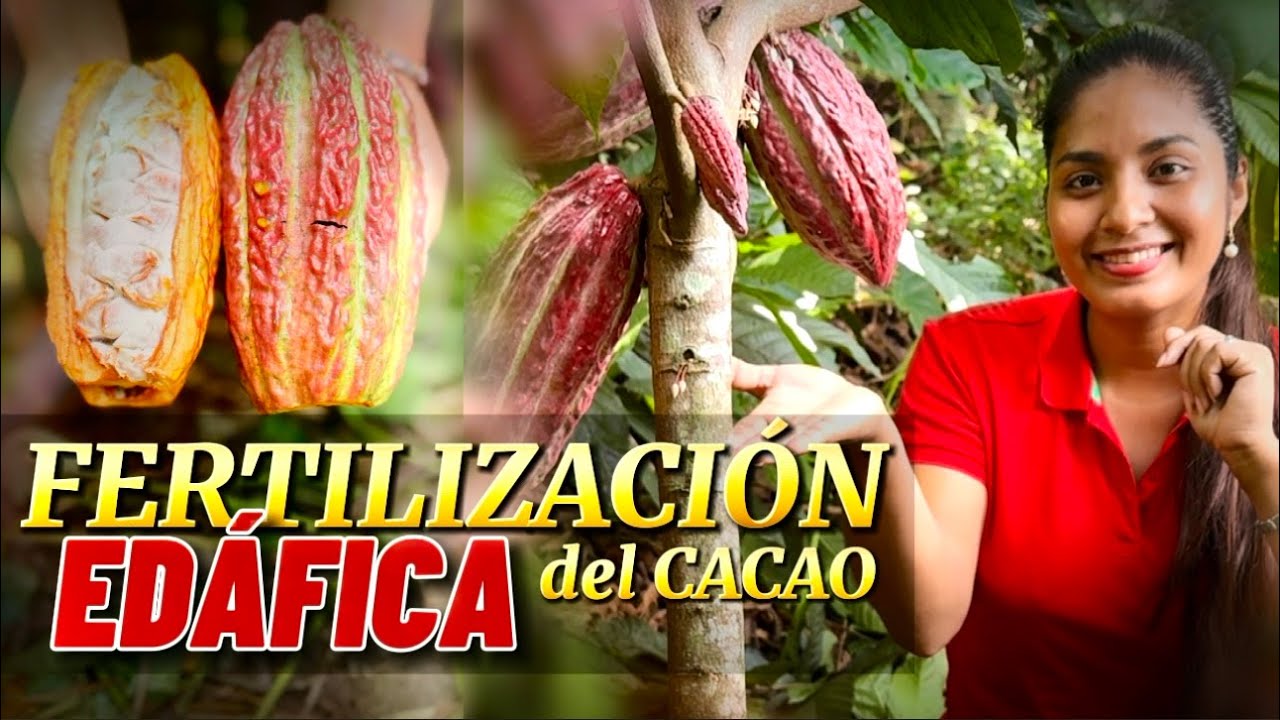 Obtén más frutos y optimiza nutrientes con la fertilización edáfica. Directo a la raíz de tu cacao.