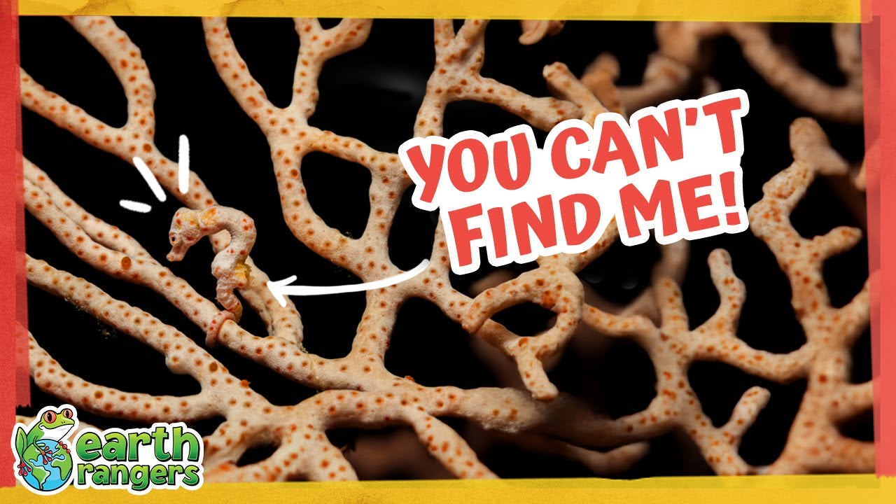 Find More Masters Of Camouflage — 5 Hidden Animal Challenge! 👀 | Earth Rangers
