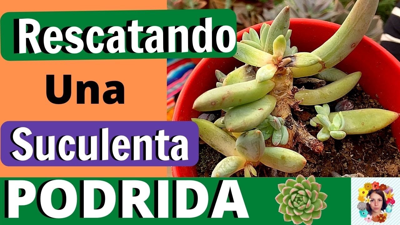 Cómo rescatar una suculenta podrida.