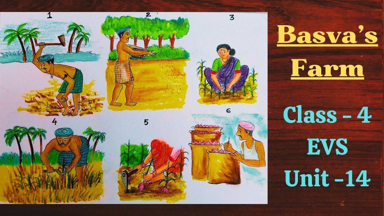 Draw the steps of a crop that grown in your area ll onion crop drawing step by step ll basva's farm