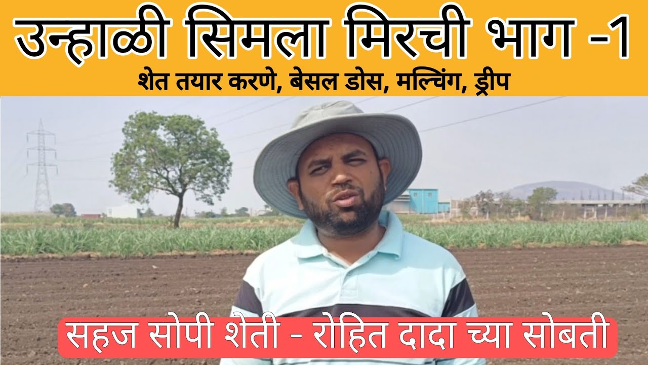 उन्हाळी सिमला मिरची नियोजन भाग -1