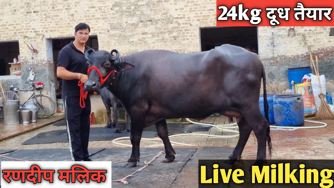 Randeep Malik 24kg दूध तैयार Live Milking.