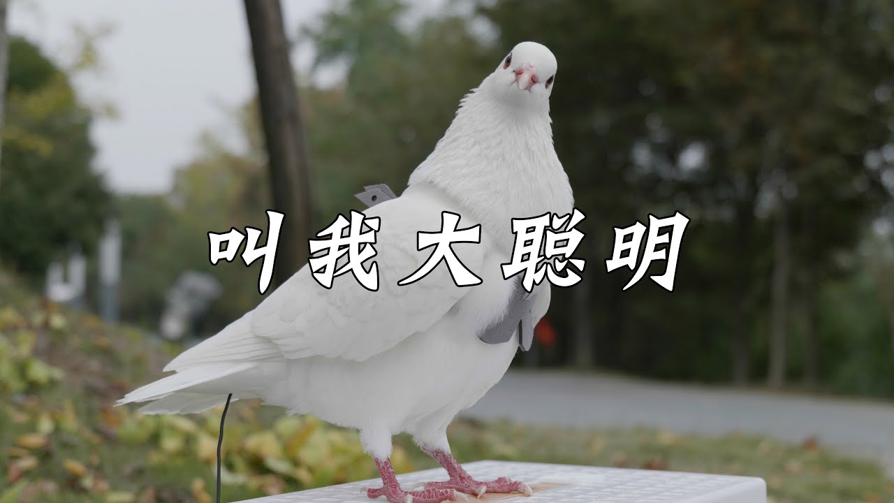 小鸽子6个月了，成年后好像瞬间变聪明了~