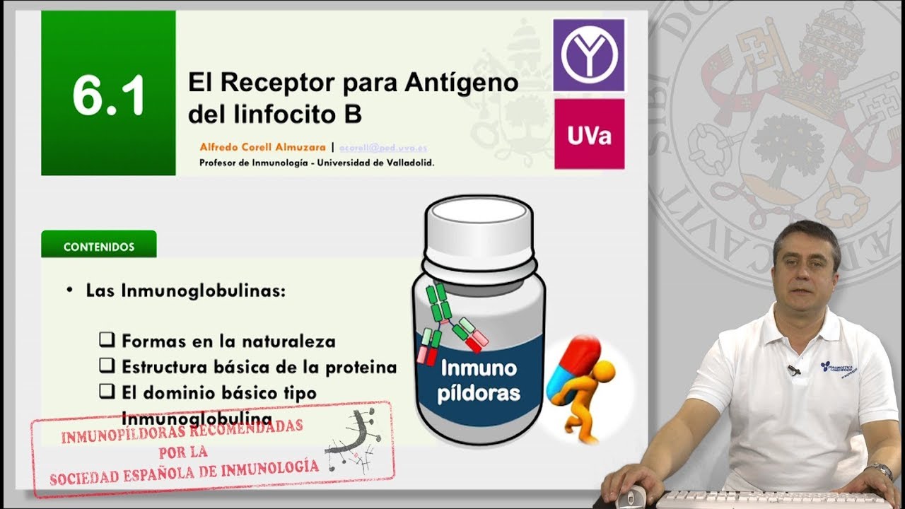 6.1 EL RECEPTOR PARA ANTÍGENO DEL LINFOCITO B