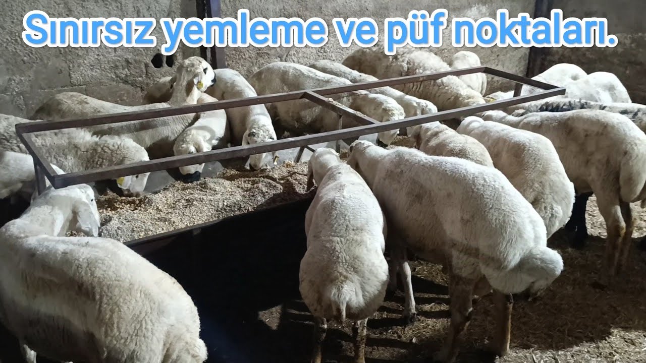 Besi toklularını sınırsız mısır ve besi yemi ile yemleme.. örnek yemleme..