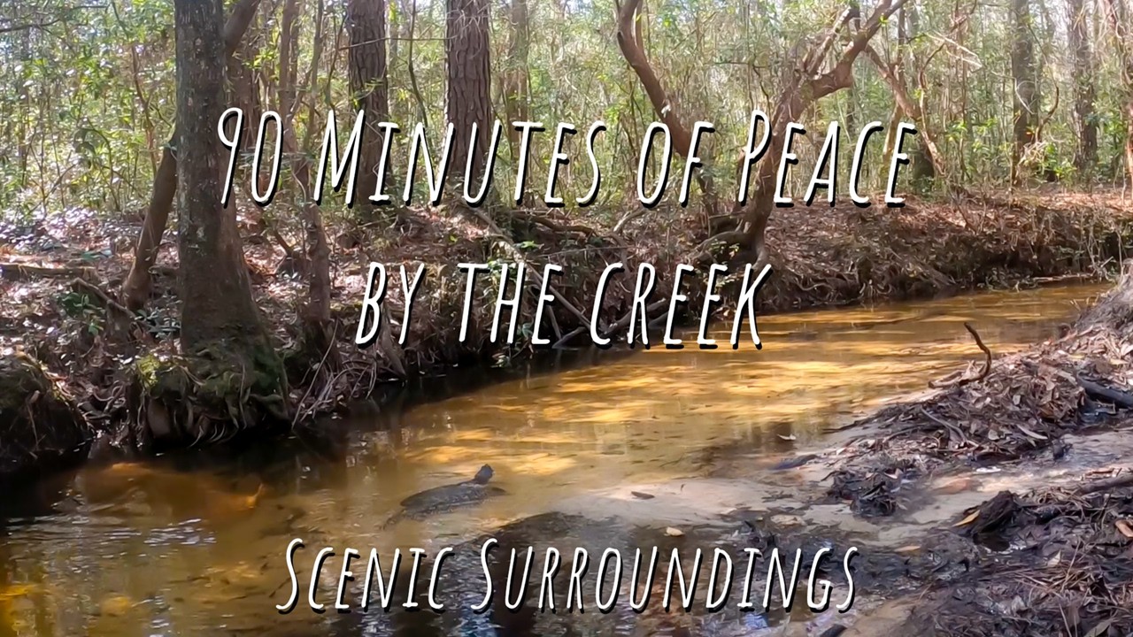 90 Minutes of Peace by the Creek | Relaxing Water Sounds & Suburban Nature