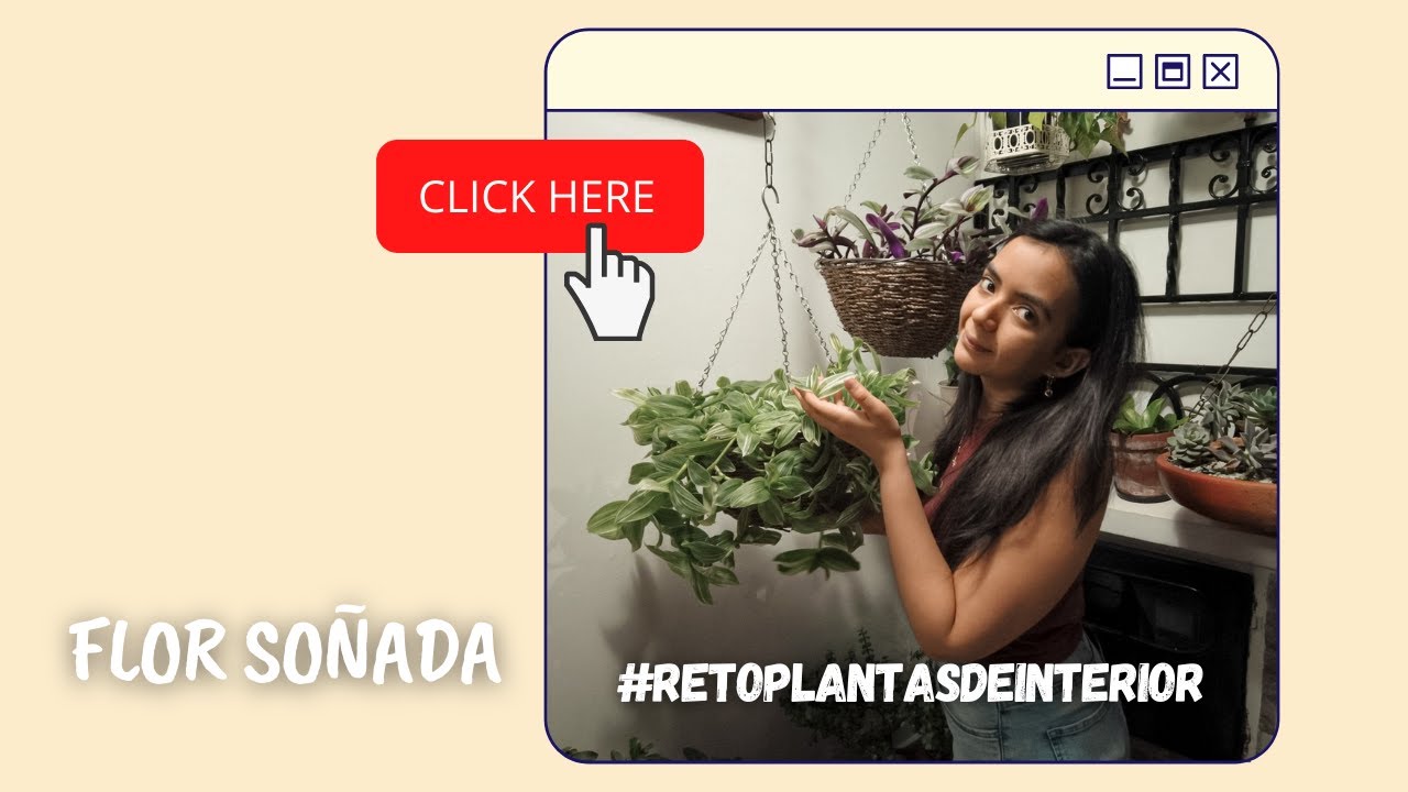 TRADESCANTIA FLUMINENSIS VARIEGATA | Flor Soñada  #plantasfacildecuidar