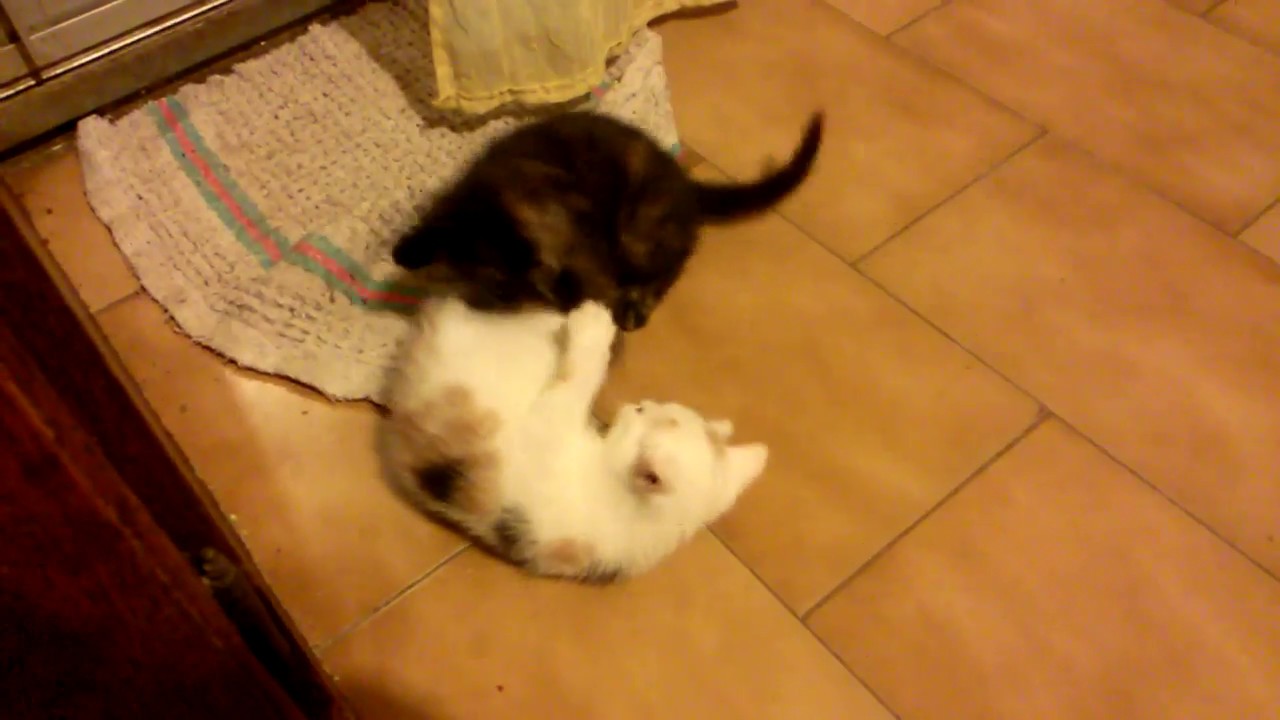 Chatons joueurs ! (nekoneka 10)