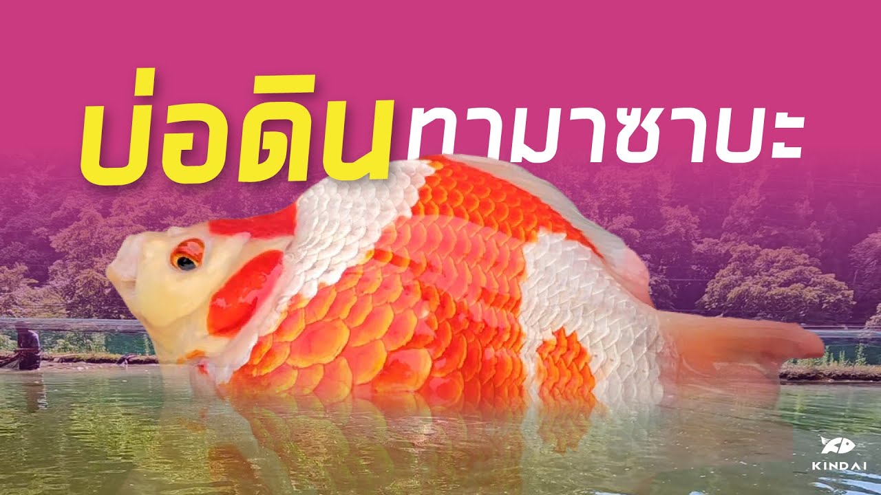 บ่อดินทามะซาบะ | จับมือเลี้ยง Ep.9