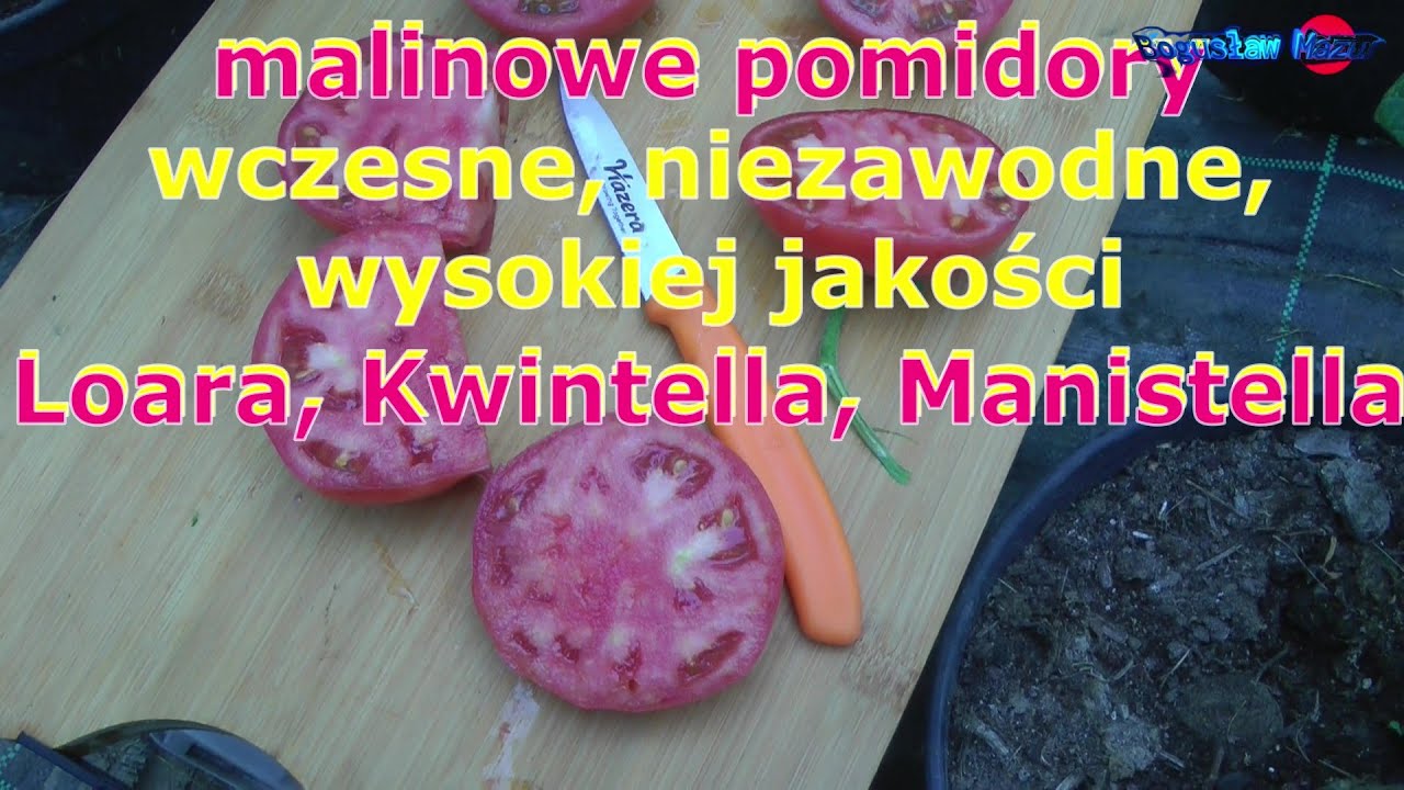 malinowe pomidory wczesne niezawodne wysokiej jakości to Loara Kwintella i Manistella