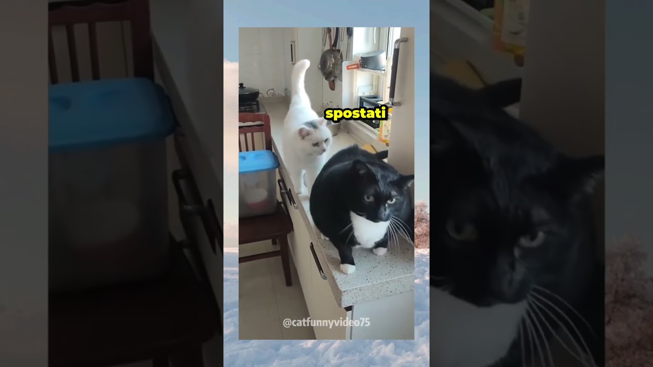 Gatti dopo le vacanze 🐈 #doppiaggio #cats