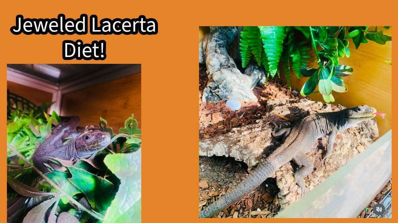 Jeweled Lacerta Diet!