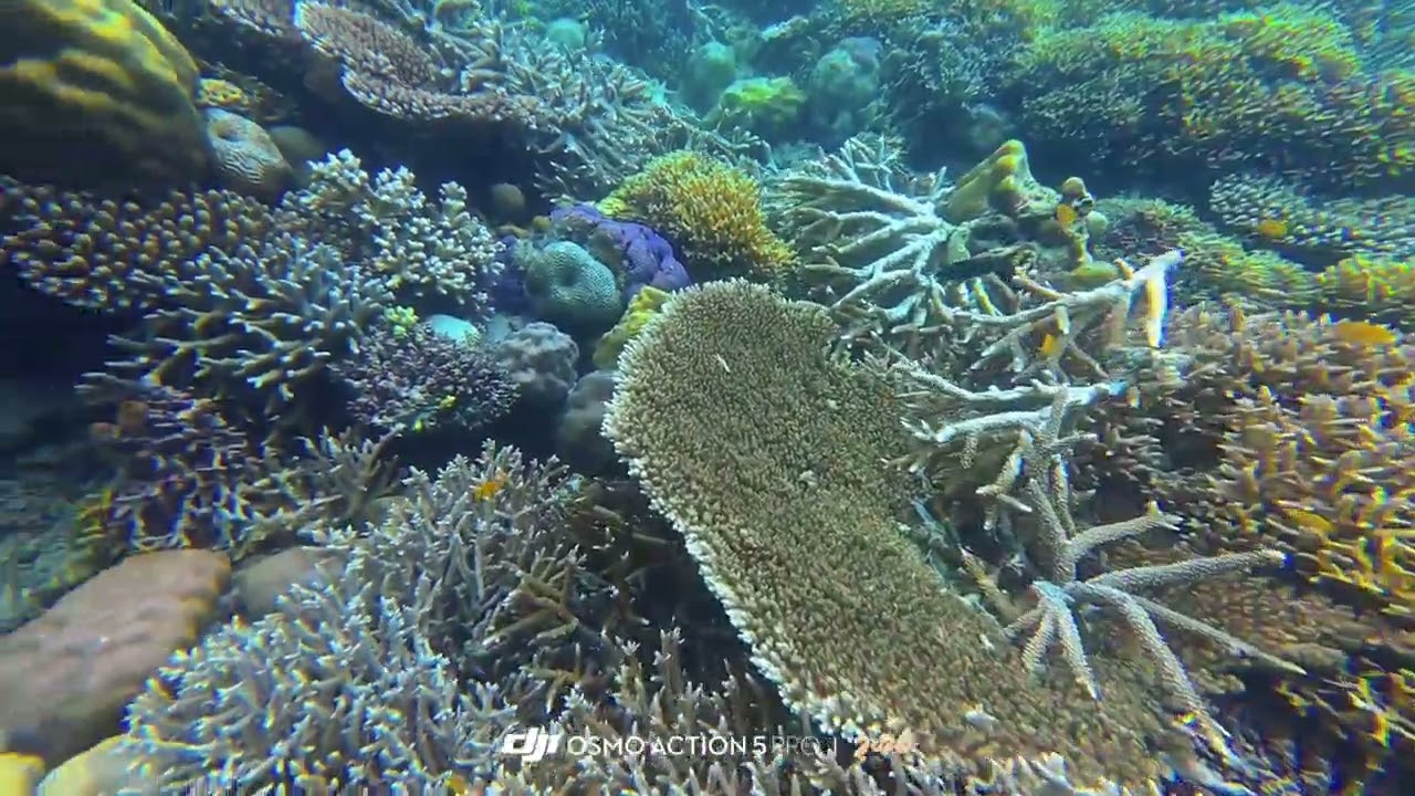 五彩斑斓的海底世界