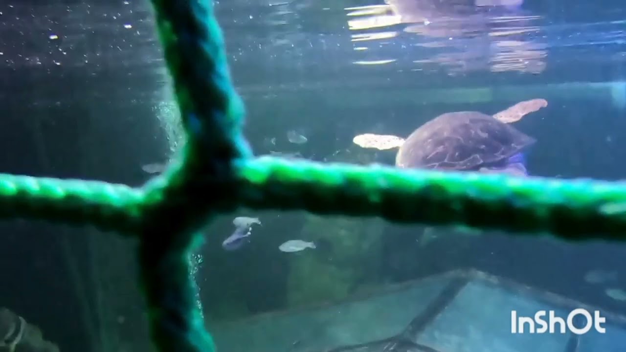 JLOVESBLACKPOOL SNORKLES WITH SHARKS SEALIFE CENTRE BLACKPOOL