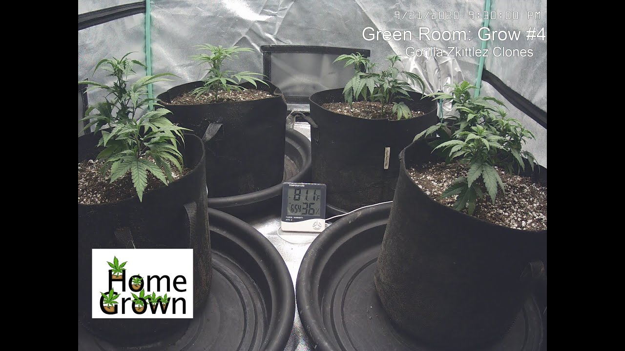 Current Grow Time Lapse