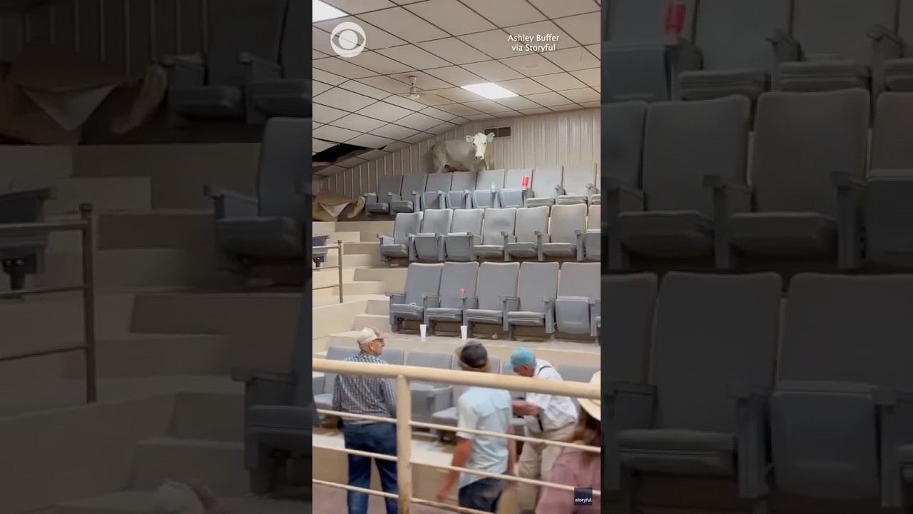 Arkansas livestock auction descends into chaos as cow escapes sale ring into bleachers #shorts
