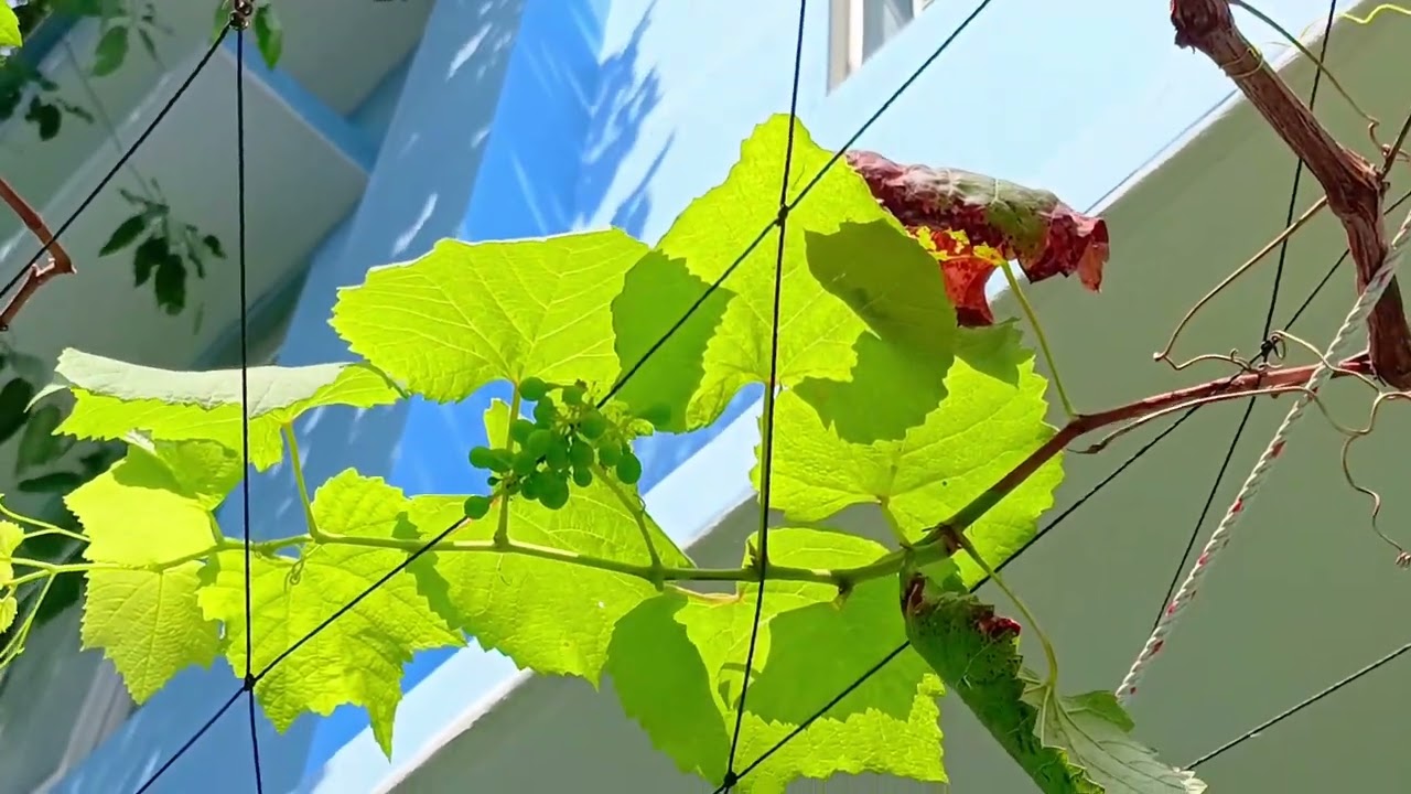 🌤️🌤️Giữa khoảng trời trong veo, những chùm nho non 🍇🍇 khẽ mình đón nắng.