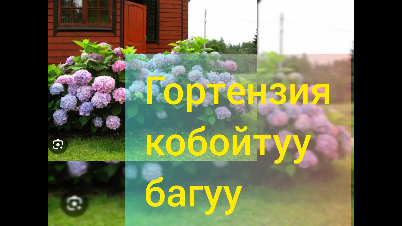 Гортензияны кобойтуу жолдору..